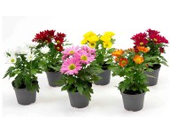 Krizantém színválaszték magasság kb. 10-20 cm cserépátmérő 6 cm Chrysanthemum