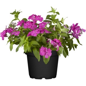 Cserepes lángvirág (Phlox) élénk rózsaszín virágokkal és zöld levelekkel.