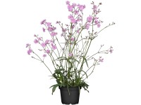 OBI havasi kakukkszegfű piros cserépátmérő: kb. 9 cm x 9 cm Lychnis