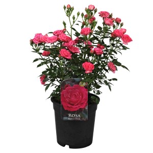 Beetrose Patio Hit Rosa cserépben, kb. 45 cm magas, sok rózsaszín virággal és bimbóval.