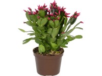 Húsvéti kaktusz Fire színkeverék cserépátmérő: kb. 11,5 cm Rhipsalidopsis Húsvéti kaktusz Fire színkeverék cserépátmérő: kb. 11,5 cm Rhipsalidopsis