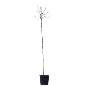 GROW by OBI Amber gömbfa, kb. 200 cm magas, cserépben. Lombhullató fa levelek nélkül.