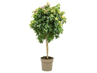 GROW by OBI sétányrózsa magasság kb. 100 cm - 115 cm Lantana camara