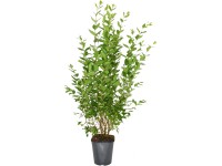 Széleslevelű fagyal készlet 75 darab magasság kb. 100-125 cm cserép kb. 5 l Széleslevelű fagyal készlet 75 darab magasság kb. 100-125 cm cserép kb. 5 l