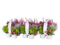 Évelő válogatás őszi tálca Fall in Love 6-féle változatban cserép kb. 9 cm