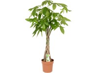 Vadkakaó magassága: kb. 80-100 cm cserépátmérő: 21 cm Pachira aquatica