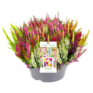 Csarab Mosaica cserépben, Calluna vulgaris színes virágokkal XL cserépben.