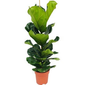 Zöld lantlevelű fikusz (Ficus Lyrata) cserépben, kb. 95-120 cm magas. Dísznövény világos helyekre.