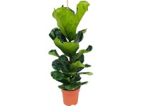 GROW by OBI lantlevelű fikusz mag. kb. 95cm - 120cm cserép 21cm Monstera Delic.