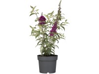 Nyáriorgona Summer Teens&Kids mag. kb. 30-40cm, cserép kb. 3 l Buddleja davidii Nyáriorgona Summer Teens&Kids mag. kb. 30-40cm, cserép kb. 3 l Buddleja davidii