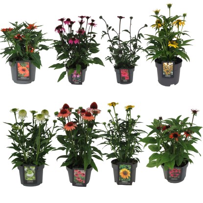 Bíbor kasvirág "Premium" válogatás cserépátmérő kb. 19 cm Echinacea purpurea