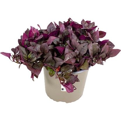 GROW by OBI mini papagájvirág kb. 10 cm - 20 cm Alternanthera reineckii