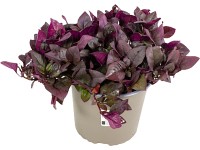 GROW by OBI mini papagájvirág kb. 10 cm - 20 cm Alternanthera reineckii