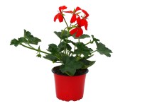 Futómuskátli prémium piros Futómuskátli prémium piros