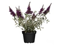 Törpe nyáriorgona Buzz Törpe nyáriorgona Buzz