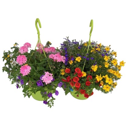 Különböző fajták válogatása függő cserépben kb. 27 cm