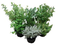 Fűszer mix 12 cm Fűszer mix 12 cm