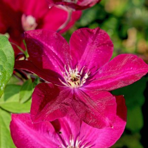 Közelkép egy bíborvörös Waldrebe (Clematis Rouge Cardinal) finom szirmokkal.