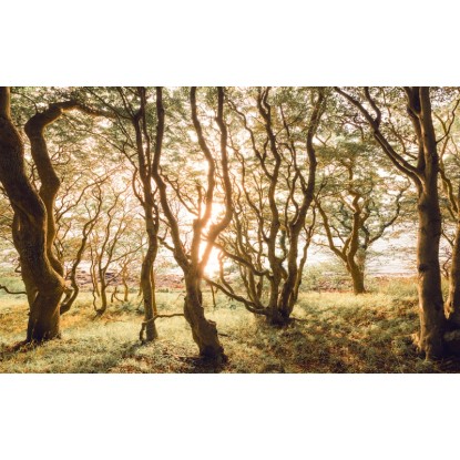 Komar fotótapéta Bold Birch 400 cm x 250 cm