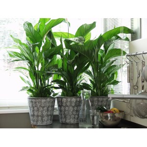 Három cserepes vitorlavirág (Spathiphyllum), szobanövények a jó levegőminőségért.