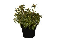 OBI rododendron OBI rododendron