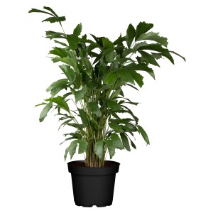 Haldarok pálma (Caryota mitis) cserépben, kb. 130 cm magas, zöld szobanövény.