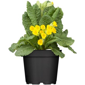 Sárga kankalin (Primula veris) cserépben, egy színes tavaszi növény a GROW by OBI-tól.
