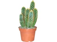 Tenerifei kaktusz válogatás cserépátmérő kb. 15 cm