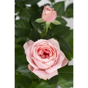 Rosa törzsrózsa, kb. 70-80 cm magas, halvány rózsaszín virág 2 l-es cserépben.