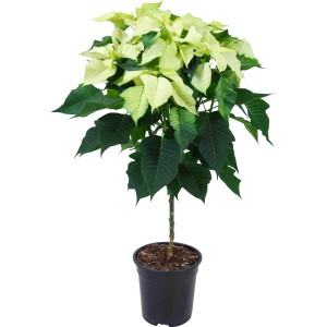 Fehér törzsű mikulásvirág cserépben, kb. 19 cm-es cserépátmérő.