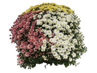 Krizantém 3 szinű kb 19 cm cserépben Krizantém 3 szinű kb 19 cm cserépben