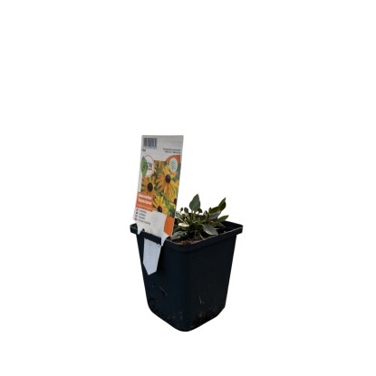 OBI pompás kúpvirág sárga cserépátmérő: kb. 9 cm x 9 cm Rudbeckia