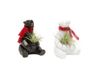 Szakállbromélia kerámia medvében 2-féle változatban cserépátmérő kb. 6 cm