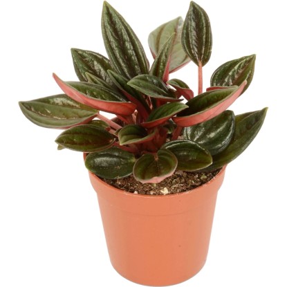 Cserepes törpebors (Peperomia), dekoratív pozsgás növény zöld levelekkel.
