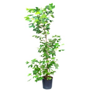 GROW by OBI Tulipánfa, kb. 150/175 cm magas cserépben. Szobanövény zöld levelekkel.