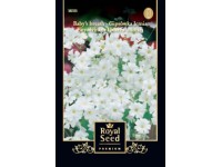 Egynyári fátyolvirág fehér  royal 1