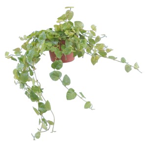 Kúszó füge 'Green Sunny' cserépben, világoszöld levelű, kúszó szobanövény.