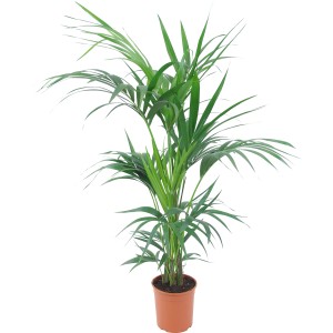 Zöld Kentia pálma (Howea forsteriana) barna cserépben, kb. 19 cm átmérőjű.