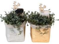 Karácsonyi kompozíció kereklevelű sziklapáfránnyal beton kaspóban cserépátmérő: