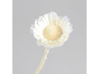 Protea Repens dekor virág fakított