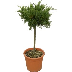 OBI Gold Rider ciprus cserépben, kb. 80 cm magas. Örökzöld tűlevelű.
