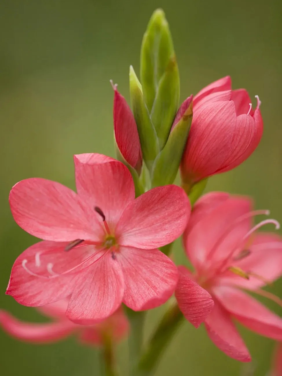 obi-kafferliliom-major-piros-cser-p-tm-r-kb-9-cm-schizostylis
