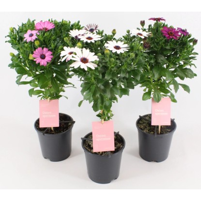 Cseppecskevirág mini törzsön cserépátmérő körülbelül 17 cm Osteospermum