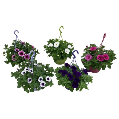 Csüngő növény válogatás lobélia és fukszia fajták cserépátmérő kb. 21 cm