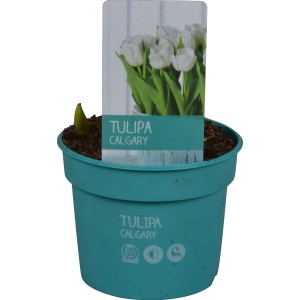 Fehér Tulipán Diamond Collection cserépben (kb. 9 cm Ø) tavaszi ültetéshez.