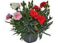 OBI kerti szegfű OBI kerti szegfű