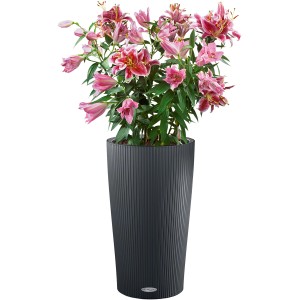 Lechuza Cilindro Color virágtartó, Ø 23 cm, palaszürke, rózsaszín liliomokkal beültetve.