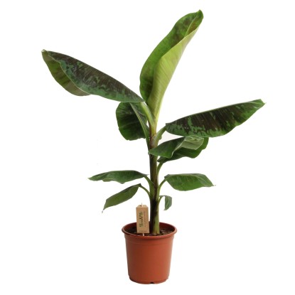 Törpe banán Dwarf Cavendish kb. 80 cm+ magas cserépátmérő kb. 21 cm Musa