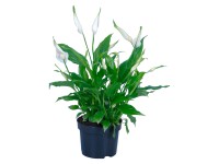 Vitorlavirág cserépátmérő: kb. 10,5 cm Vitorlavirág cserépátmérő: kb. 10,5 cm