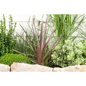 Káposztapálma (Cordyline australis) egy virágágyásban, dísznövény hosszú, hegyes levelekkel.